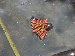 Azolla pinnata
