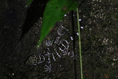 Cyrtodactylus consobrinus
