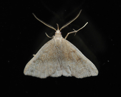 Phalaenostola eumelusalis