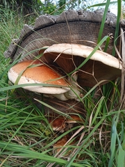 Hemipholiota populnea