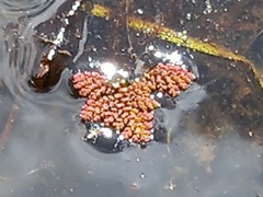 Azolla pinnata