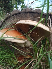 Hemipholiota populnea