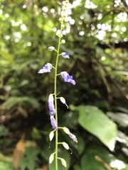 Rhynchoglossum obliquum