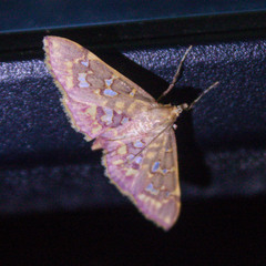 Ischnurges gratiosalis