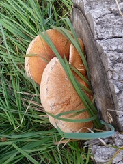 Hemipholiota populnea