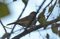 Turdus atrogularis