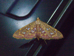 Ischnurges gratiosalis