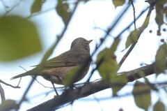 Turdus atrogularis