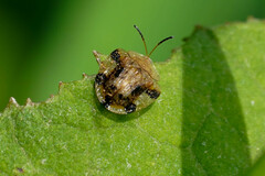 Laccoptera nepalensis