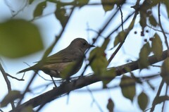 Turdus atrogularis
