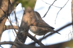 Turdus atrogularis