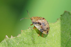 Laccoptera nepalensis