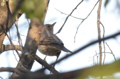 Turdus atrogularis