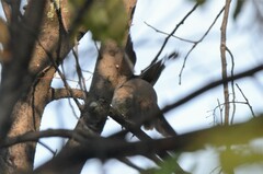 Turdus atrogularis