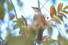 Turdus atrogularis
