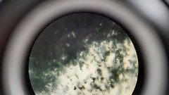 Penicillium