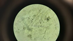 Penicillium