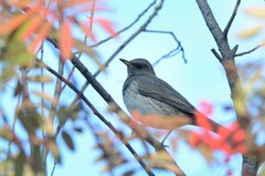 Turdus atrogularis