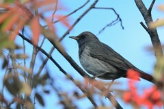 Turdus atrogularis