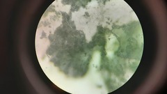 Penicillium