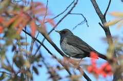 Turdus atrogularis