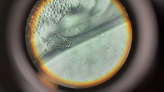 Penicillium