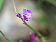 Polygala nicaeensis