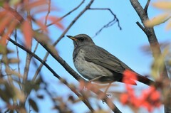 Turdus atrogularis