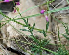 Polygala nicaeensis
