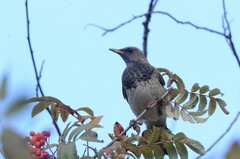 Turdus atrogularis