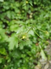 Geum macrophyllum