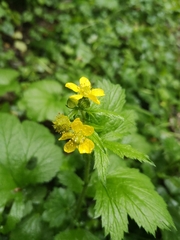 Geum macrophyllum