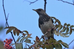 Turdus atrogularis