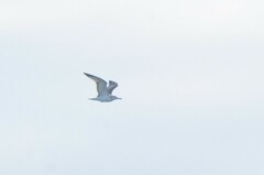 Ichthyaetus ichthyaetus