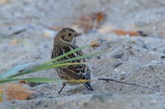 Calcarius lapponicus