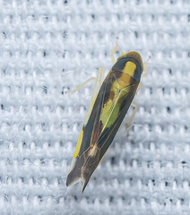 Cicadellidae
