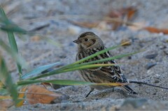 Calcarius lapponicus