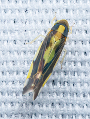 Cicadellidae