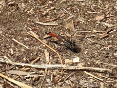 Ammophila