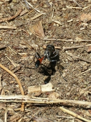 Ammophila