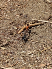 Ammophila