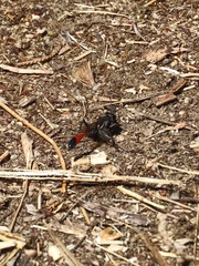 Ammophila