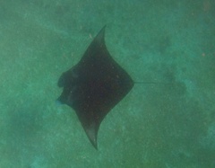 Mobula alfredi