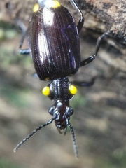Physodera dejeani