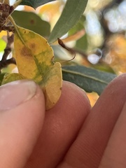 Andricus pedicellatus