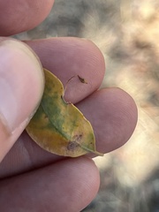 Andricus pedicellatus