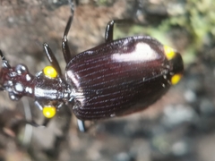 Physodera dejeani