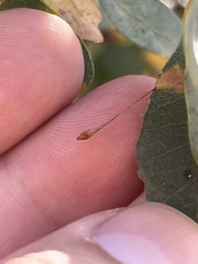 Andricus pedicellatus