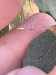 Andricus pedicellatus