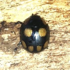 Paropsisterna sexpustulata